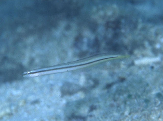 Gunnellichthys pleurotaenia